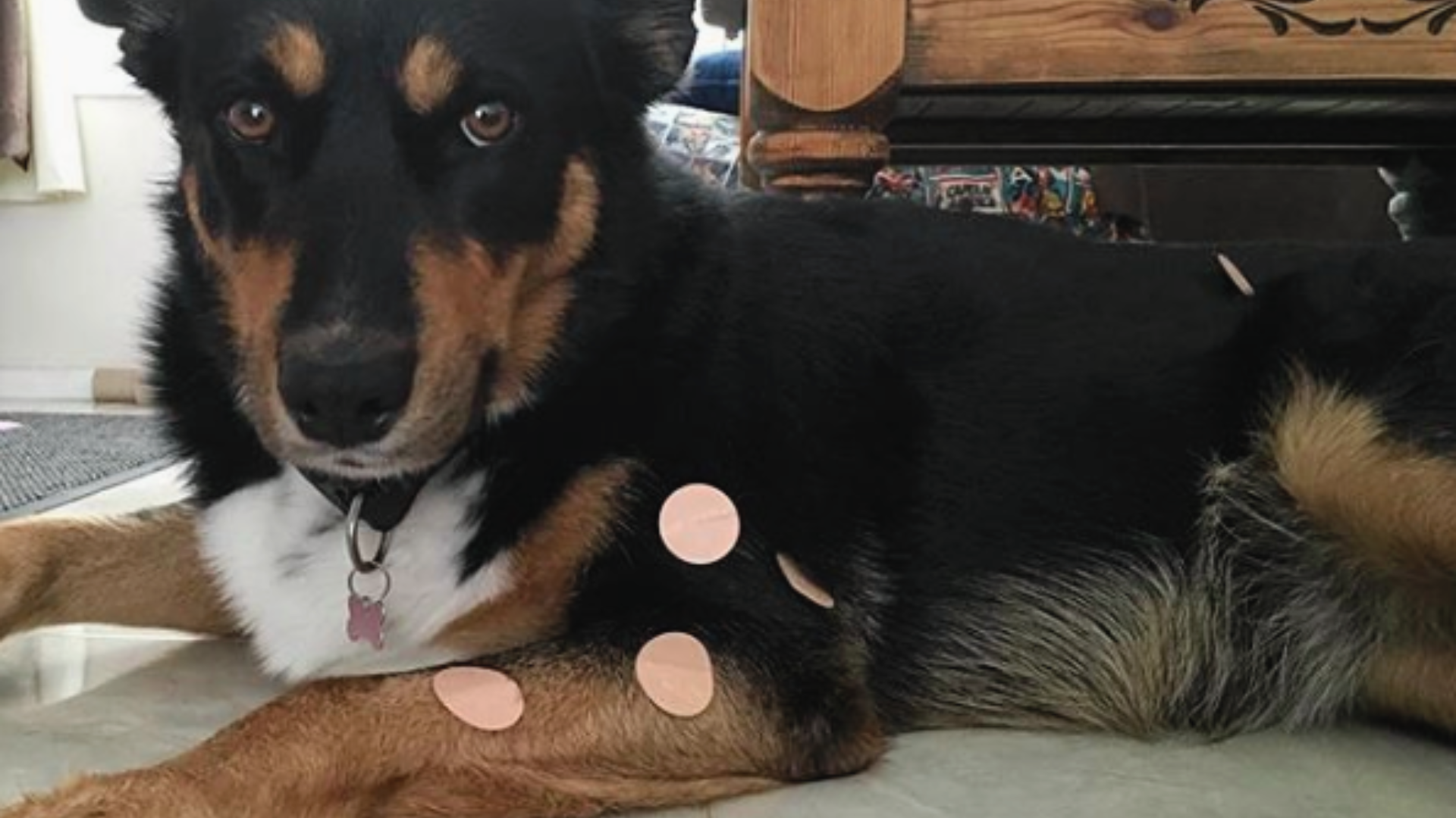 mobility issues in dogs