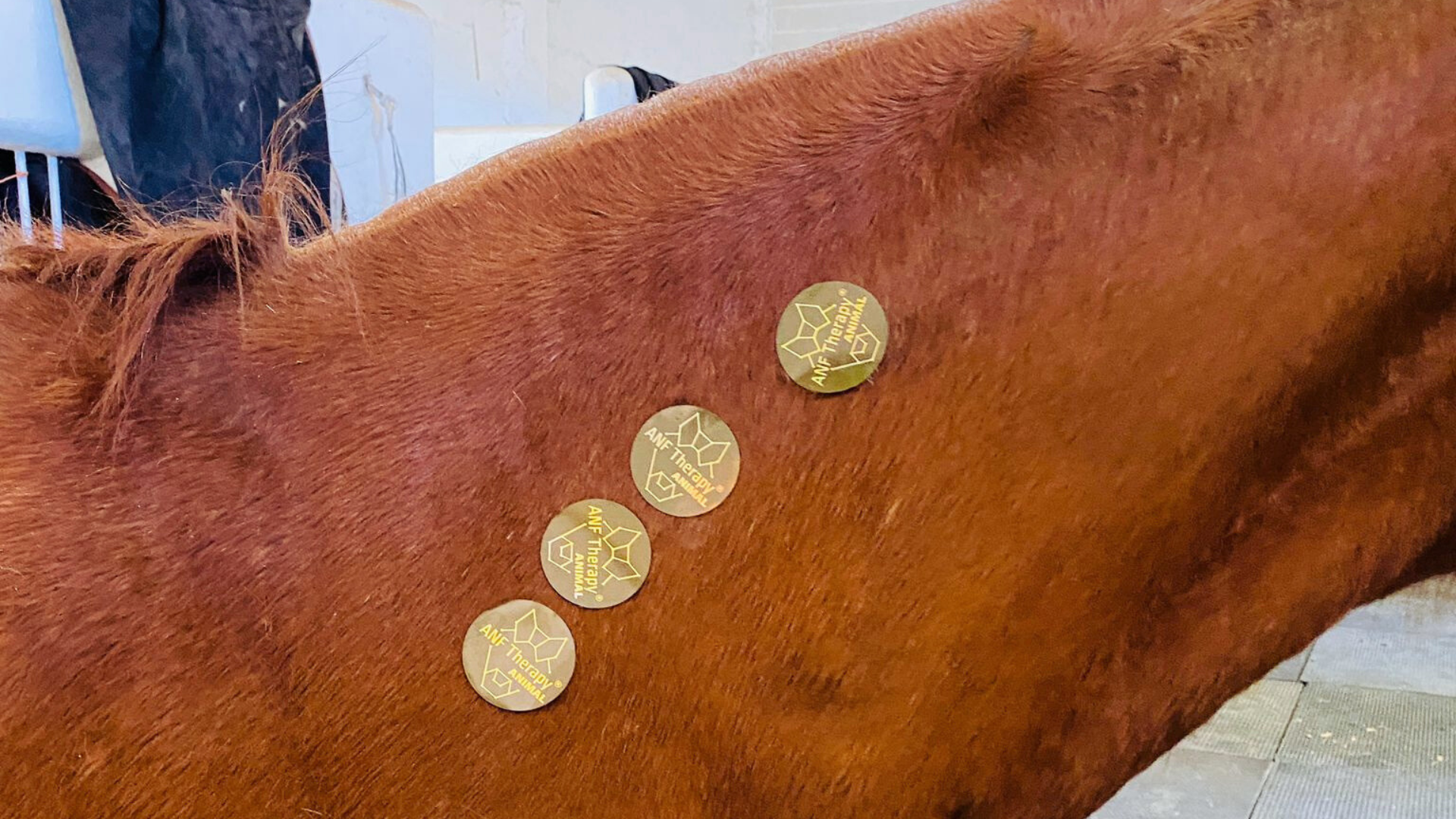 Conditions and Issues ANF Animal Therapy® Supports