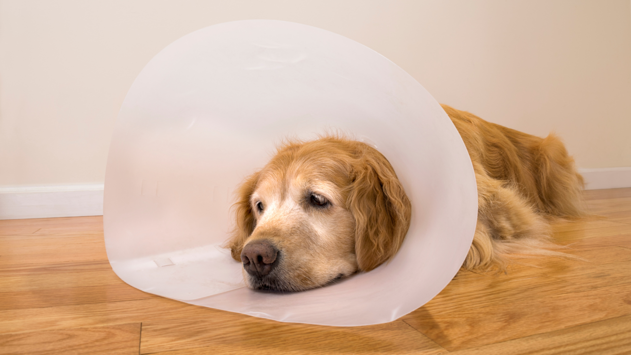 Top 5 Mobility Issues in Dogs