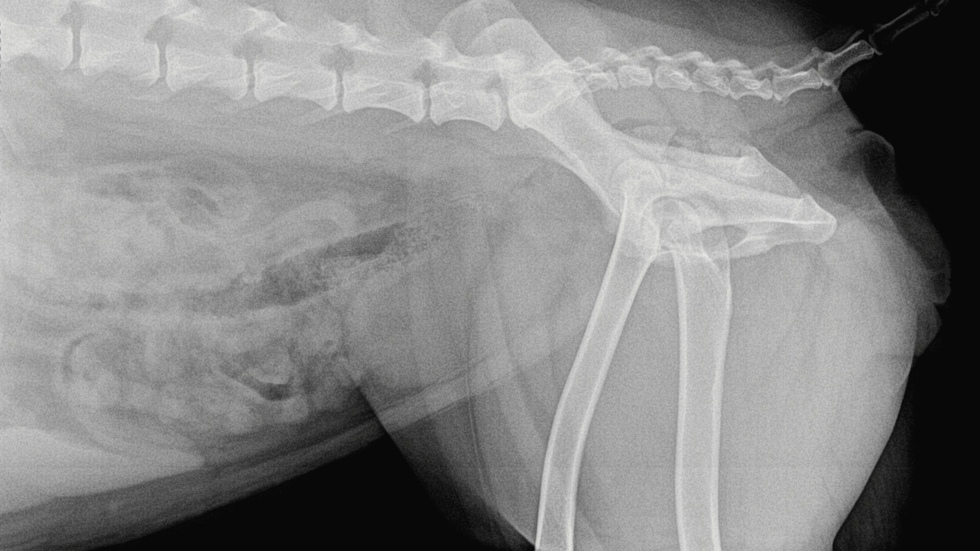 Arthritis in dogs