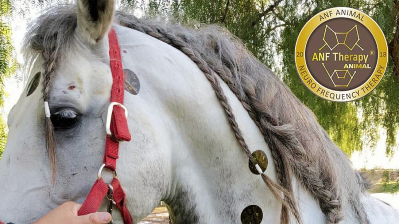 Frequency Therapy for Animals