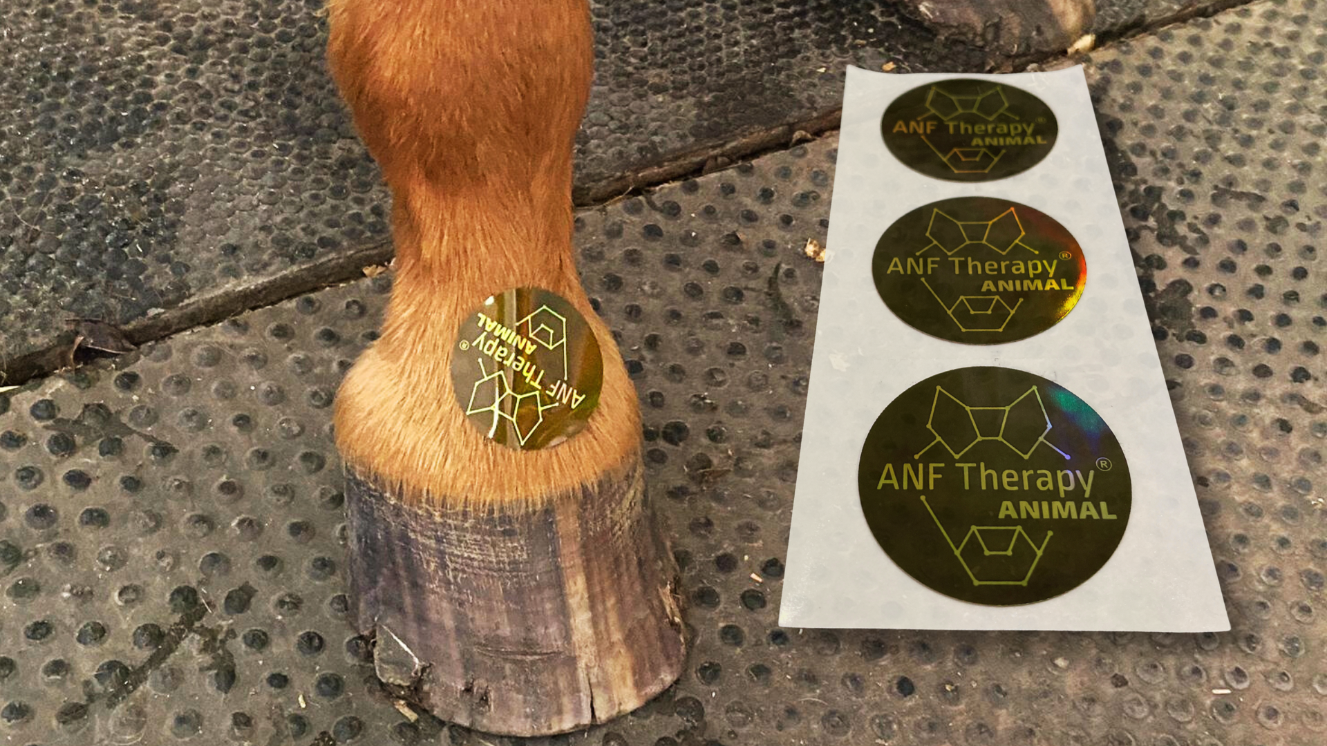 How Does ANF Animal Therapy® Work