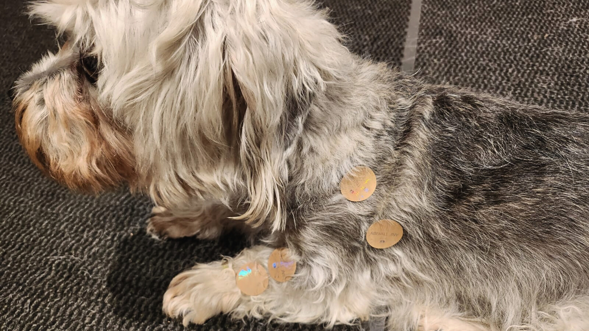 How ANF Animal Therapy® Supports Dog Mobility