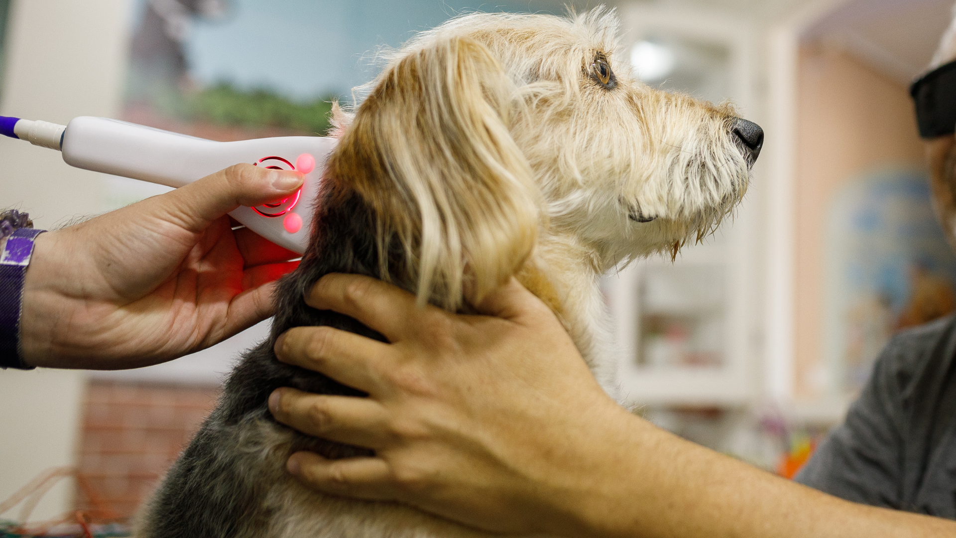 Dog Cold Laser Therapy