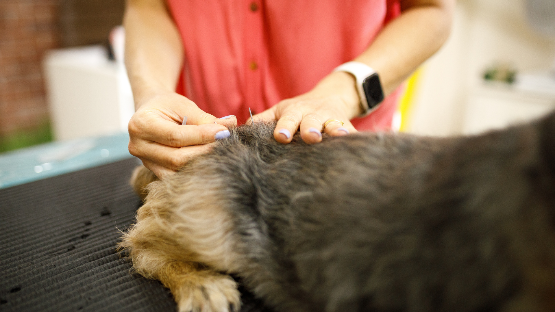 dog acupuncture