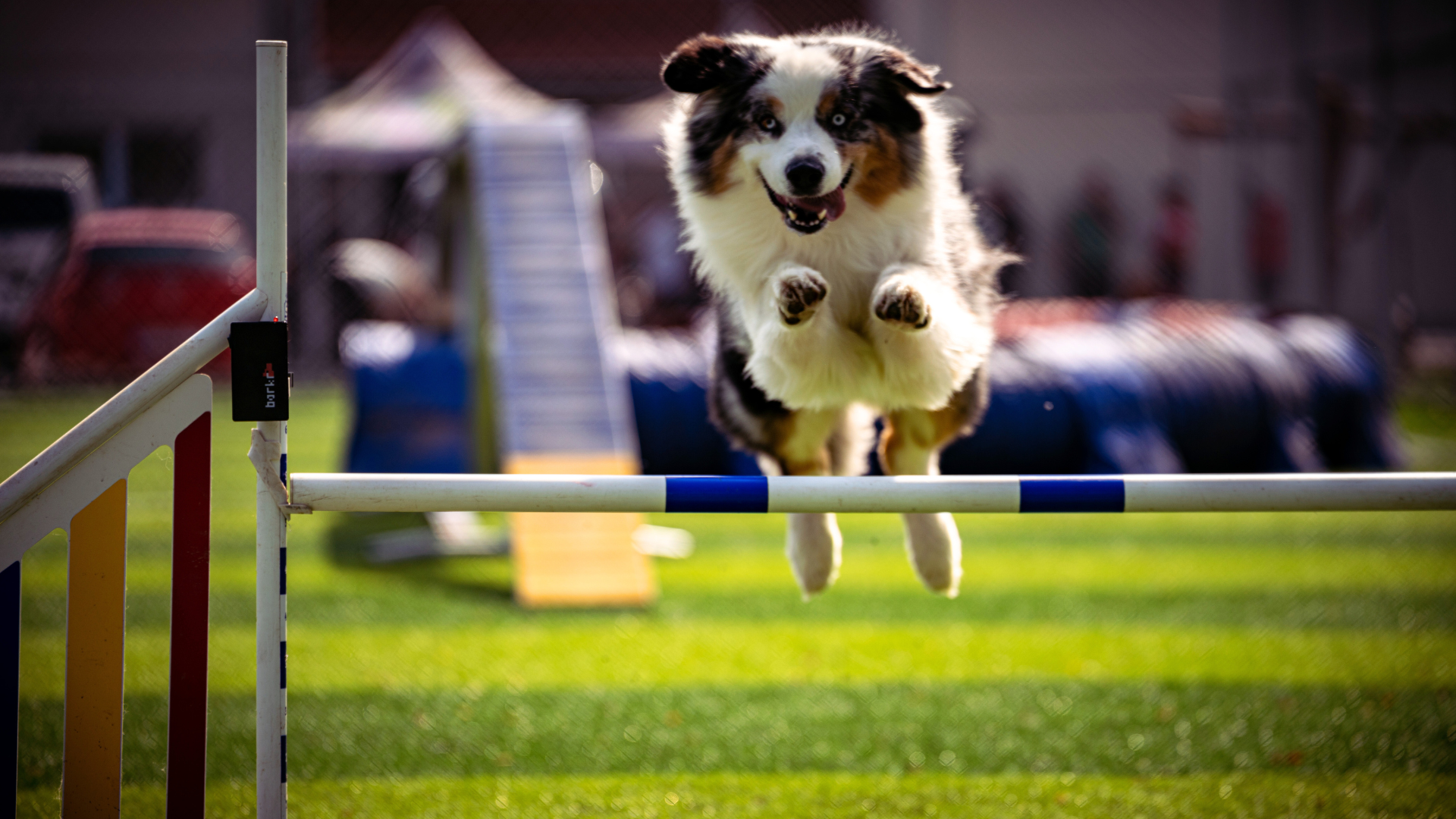 How Frequency Therapy Can Support Sport Animals