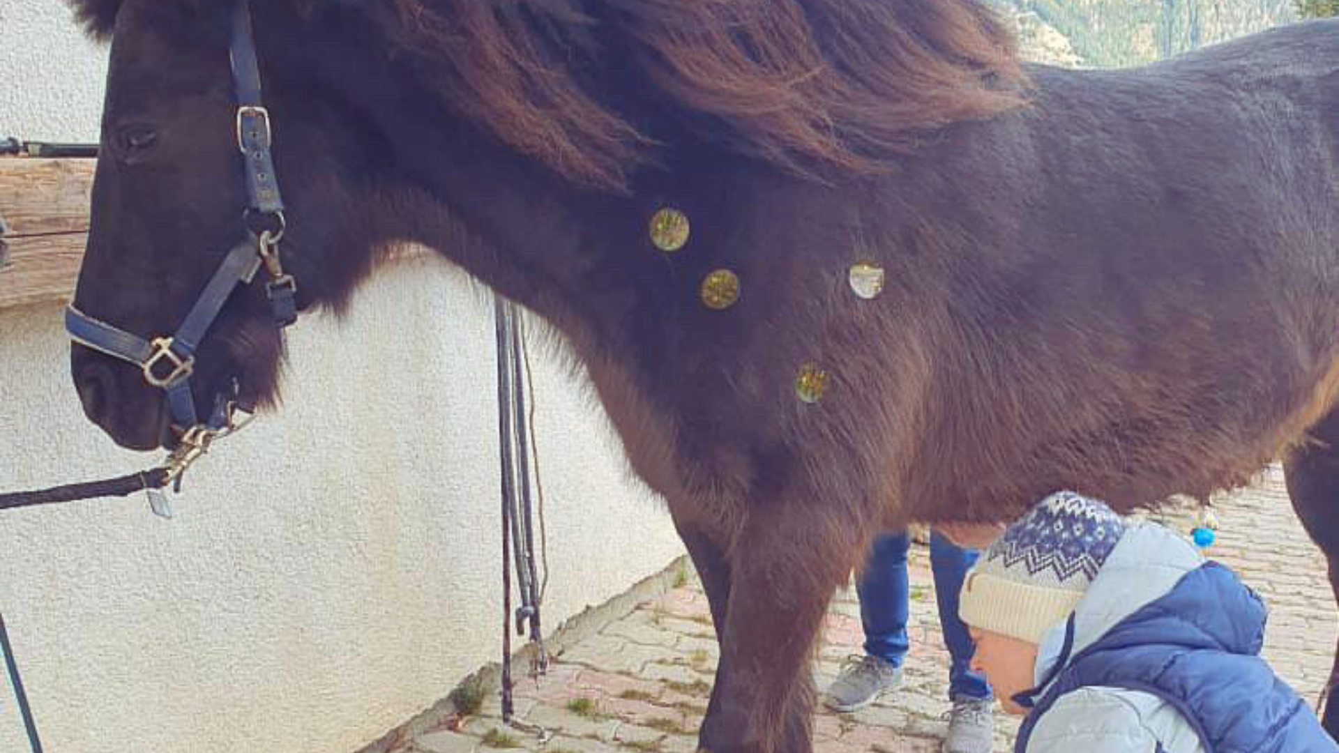 How Frequency Therapy Can Support Working Animals