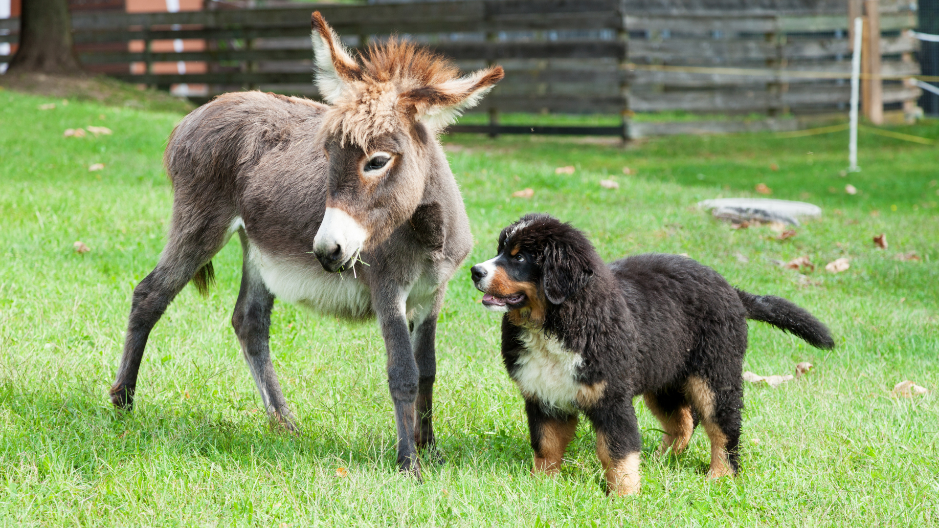 How Frequency Therapy Can Support Working and Sport Animals