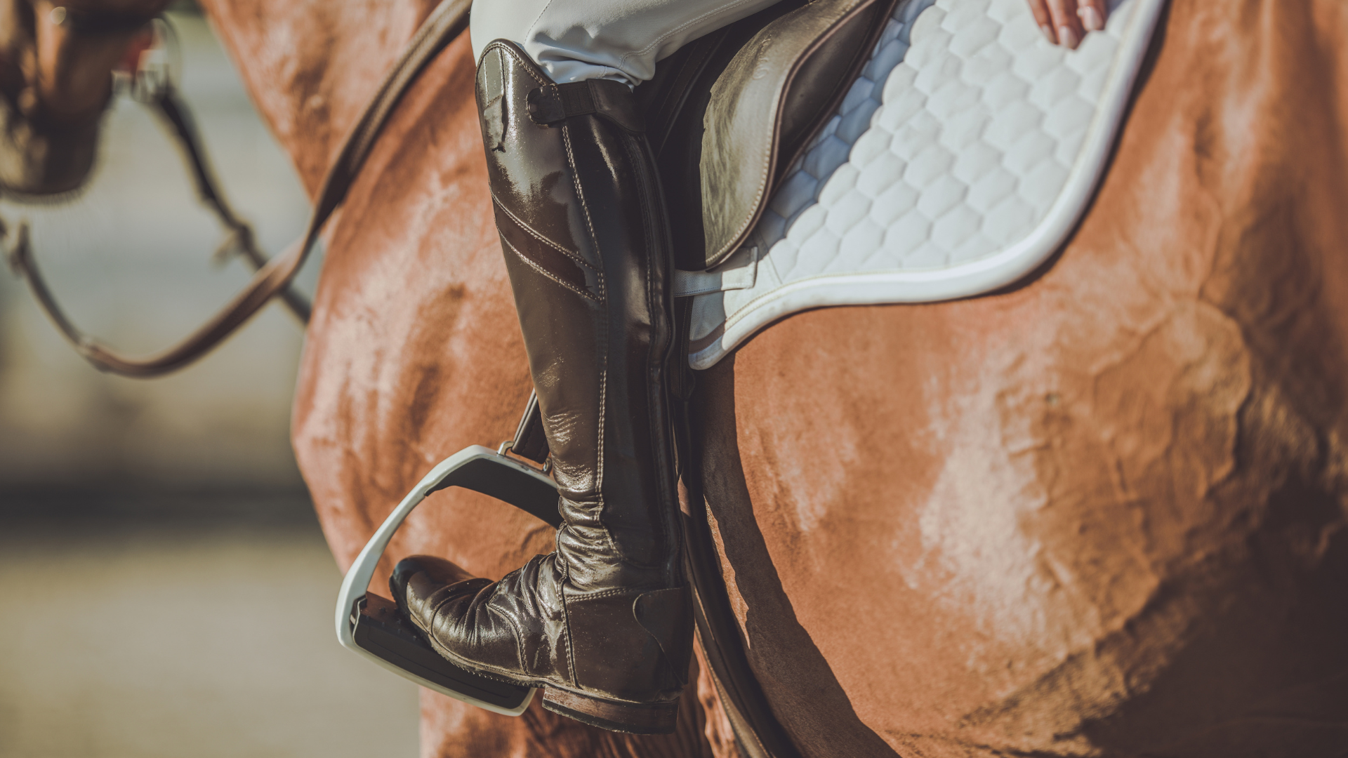 Support Working and Sport Animals