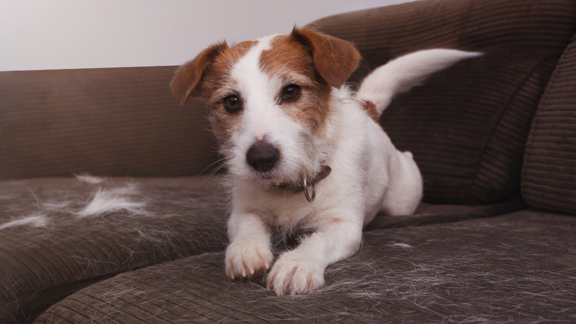 10 What are the signs of allergy-related vomiting