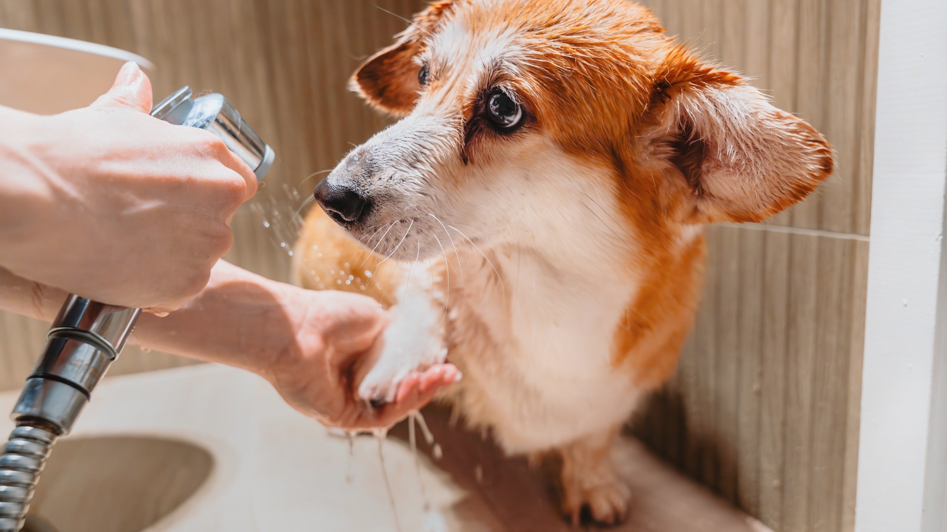 Wipe paws after walks