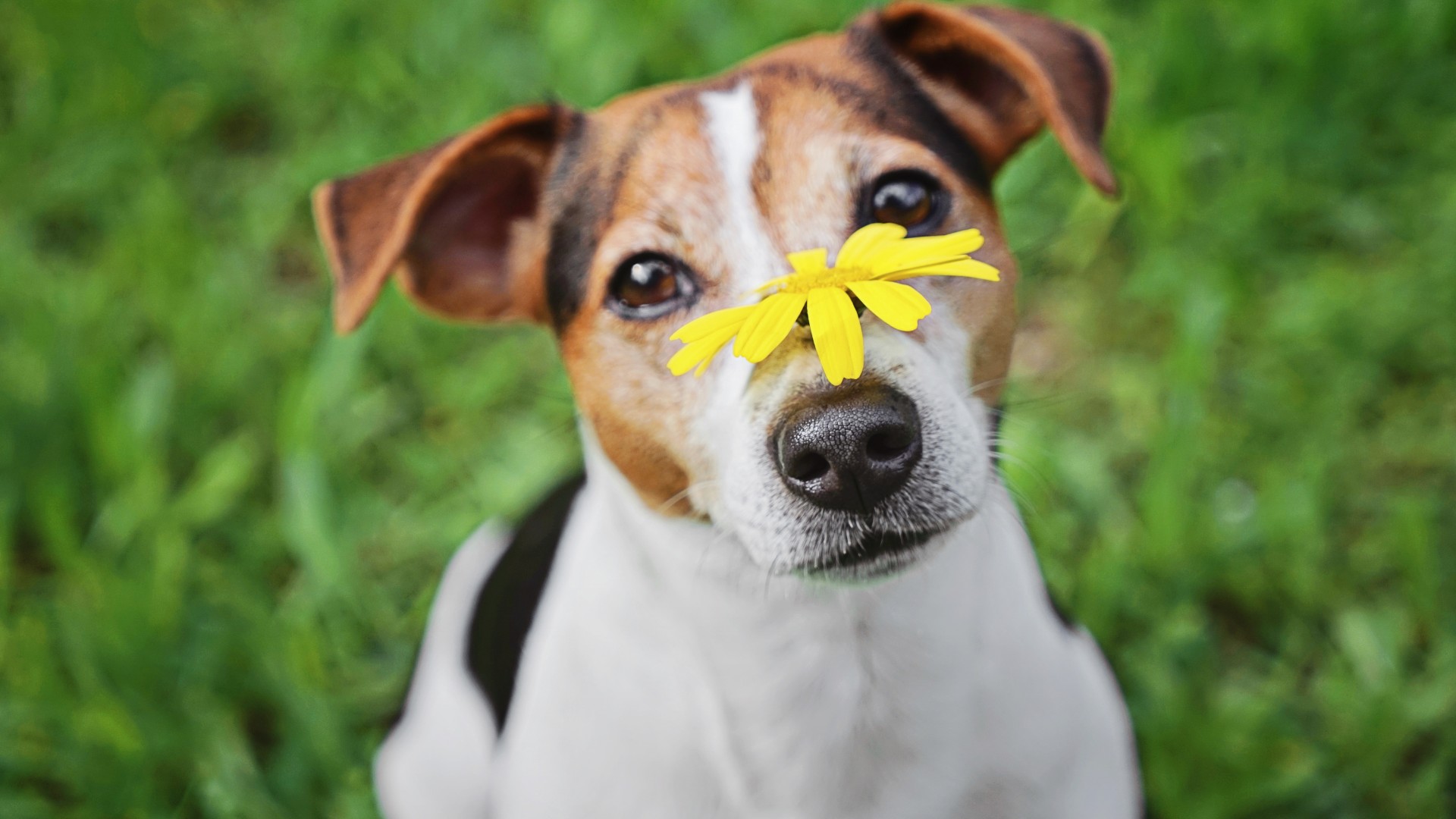 Environmental Allergies