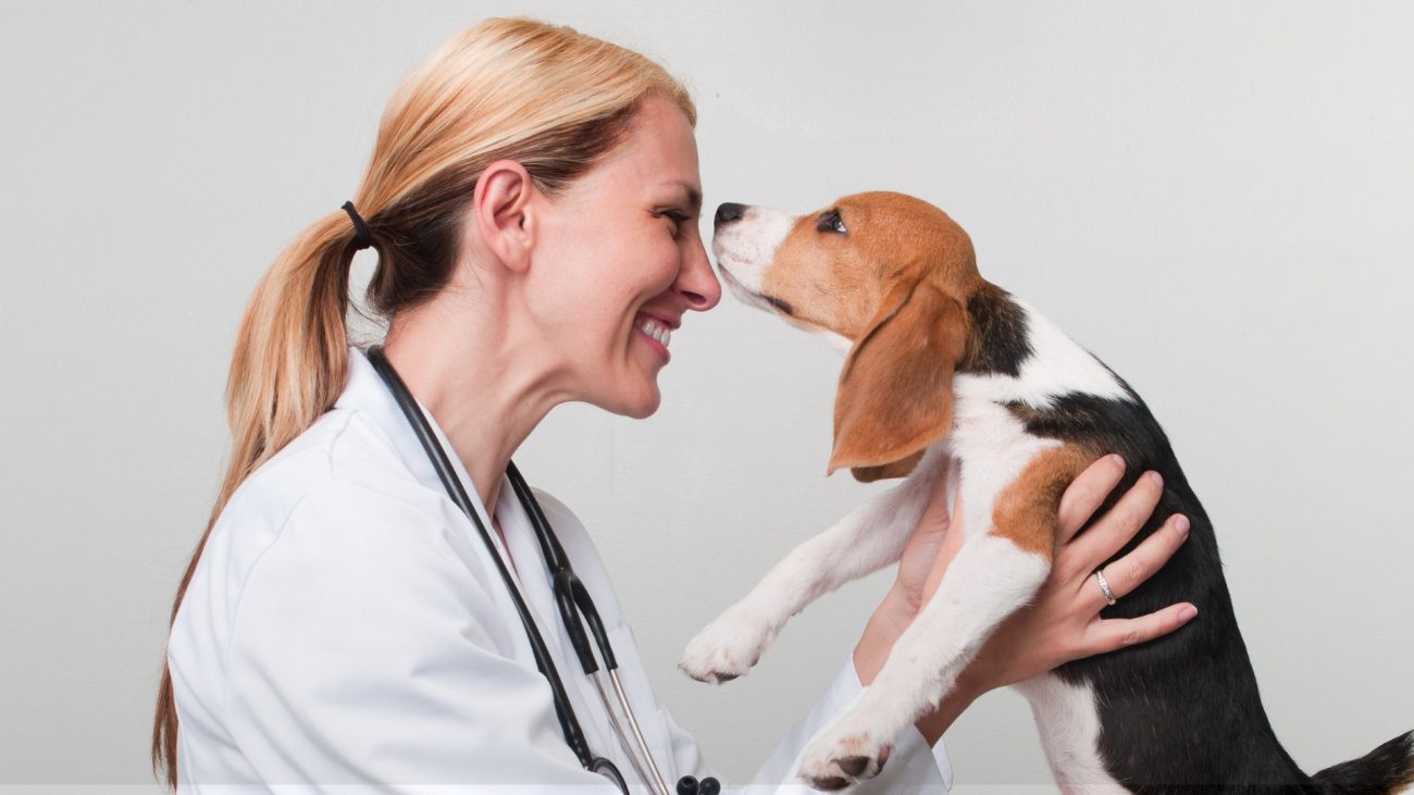 ANF Animal Therapy for veterinarians