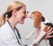 ANF Animal Therapy for veterinarians
