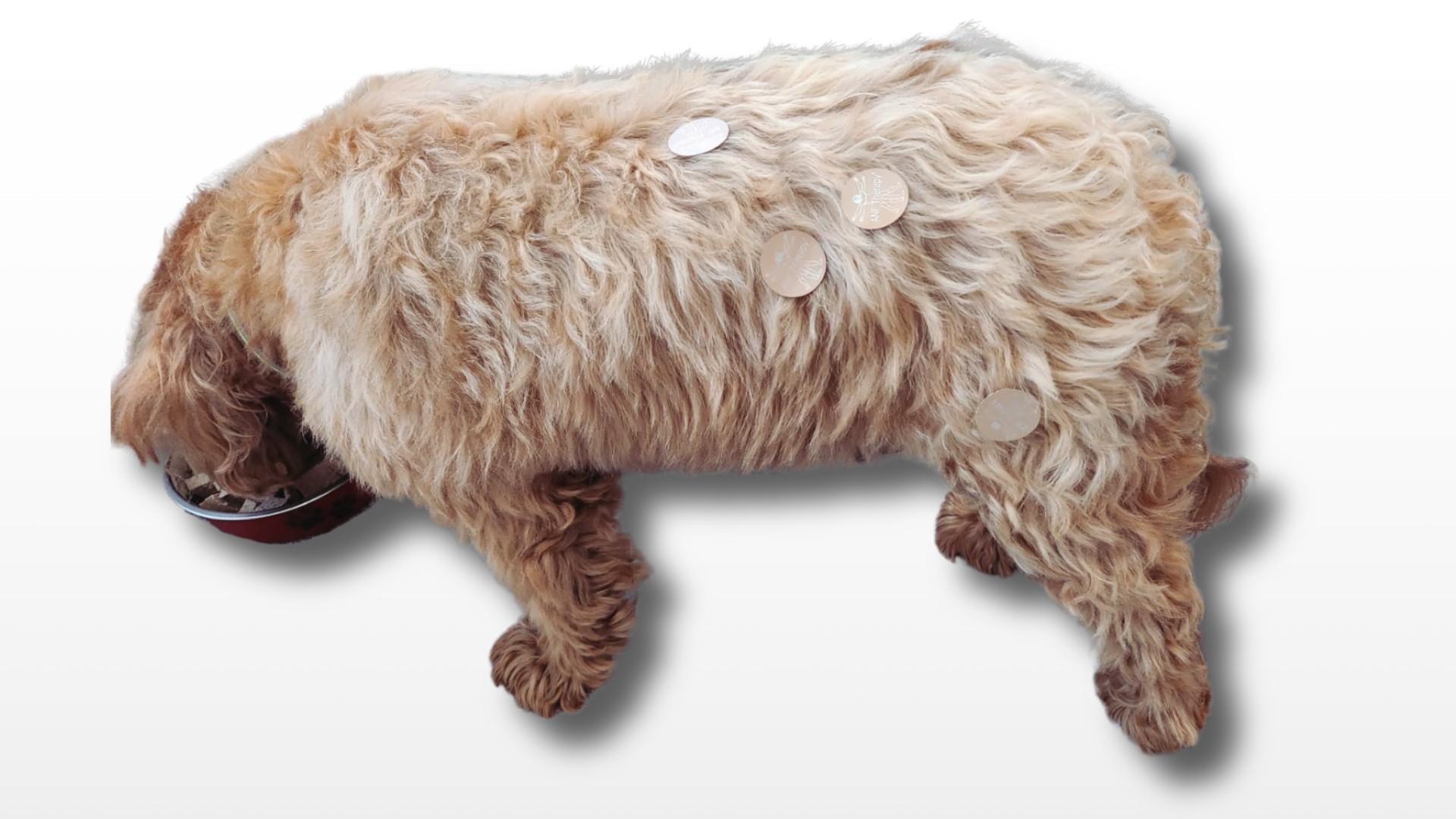 Can Allergies Cause Hair Loss in Dogs