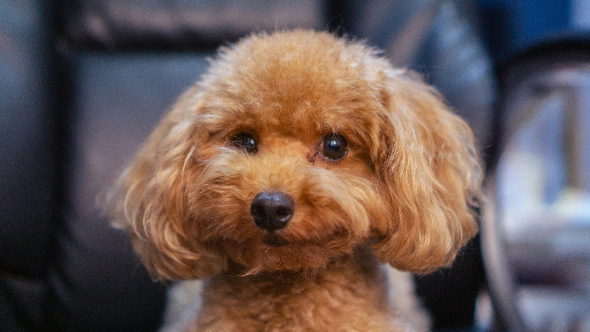 Can Allergies Cause Hair Loss in Dogs