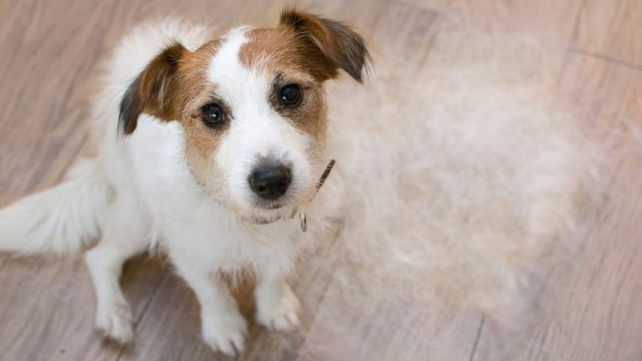 Can Hair Grow Back After Allergy Treatment