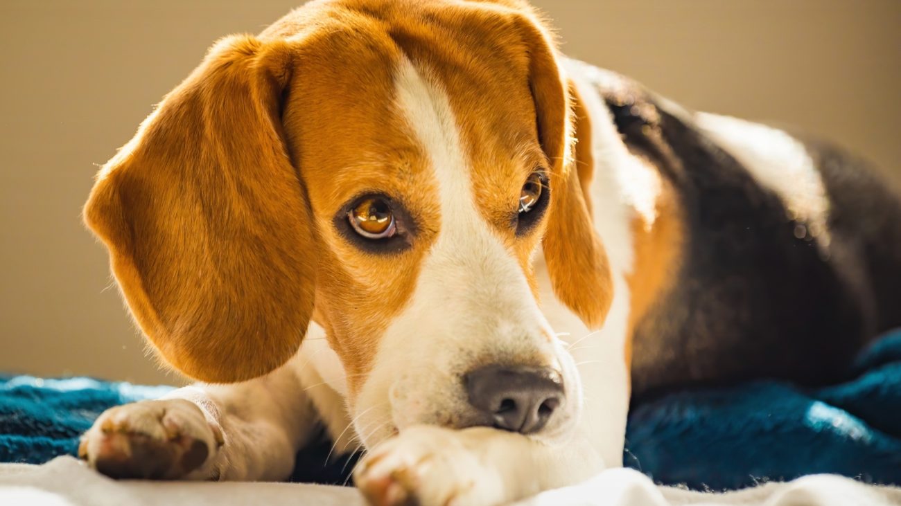 Can Itching in Dogs a Sign of Cancer