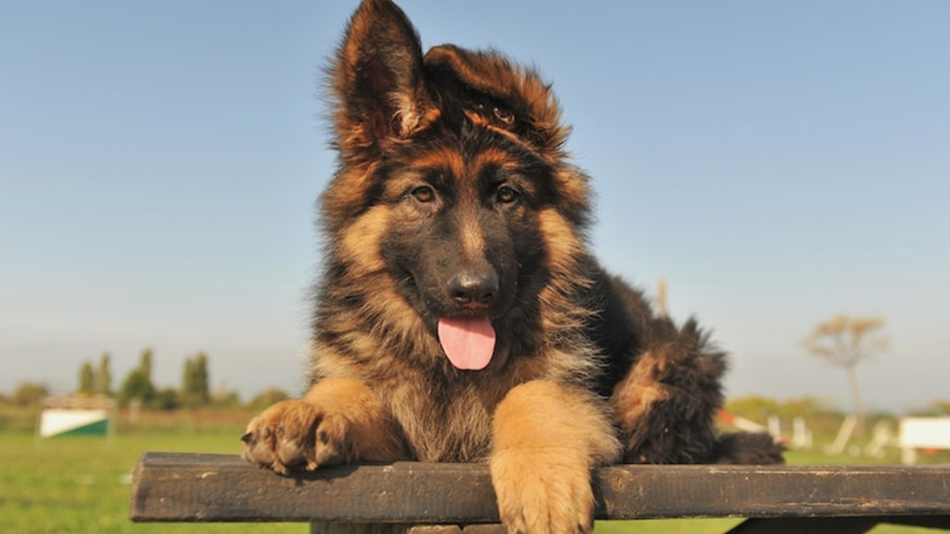 Can allergies in dog cause coughing