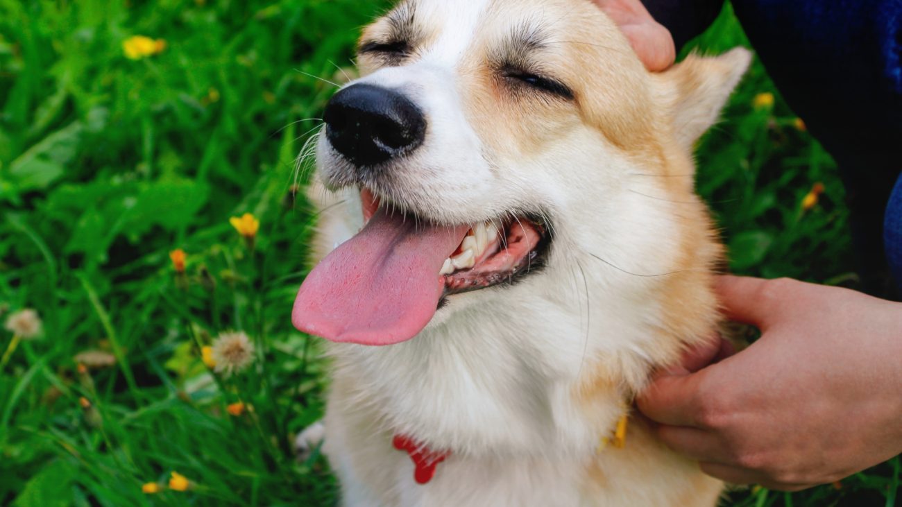 Case Studies Success Stories Real Animals