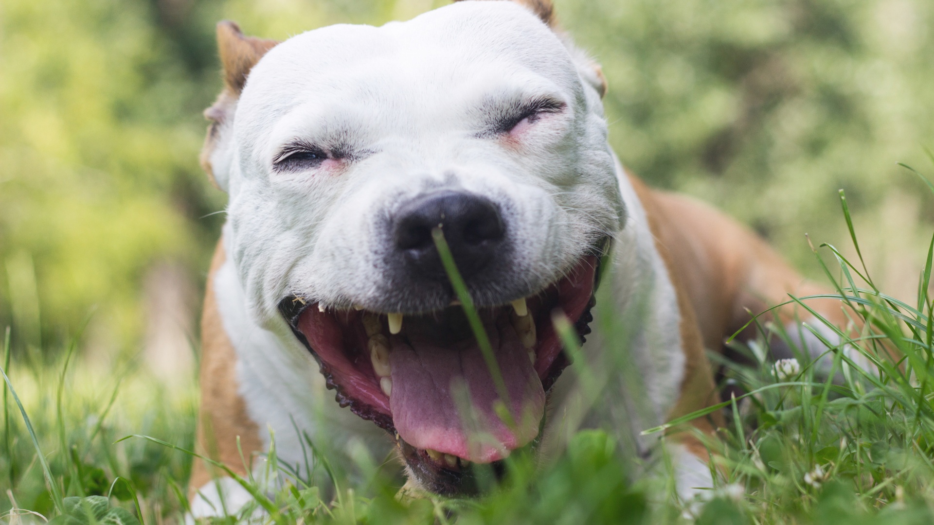 How Allergies Can Cause Coughing