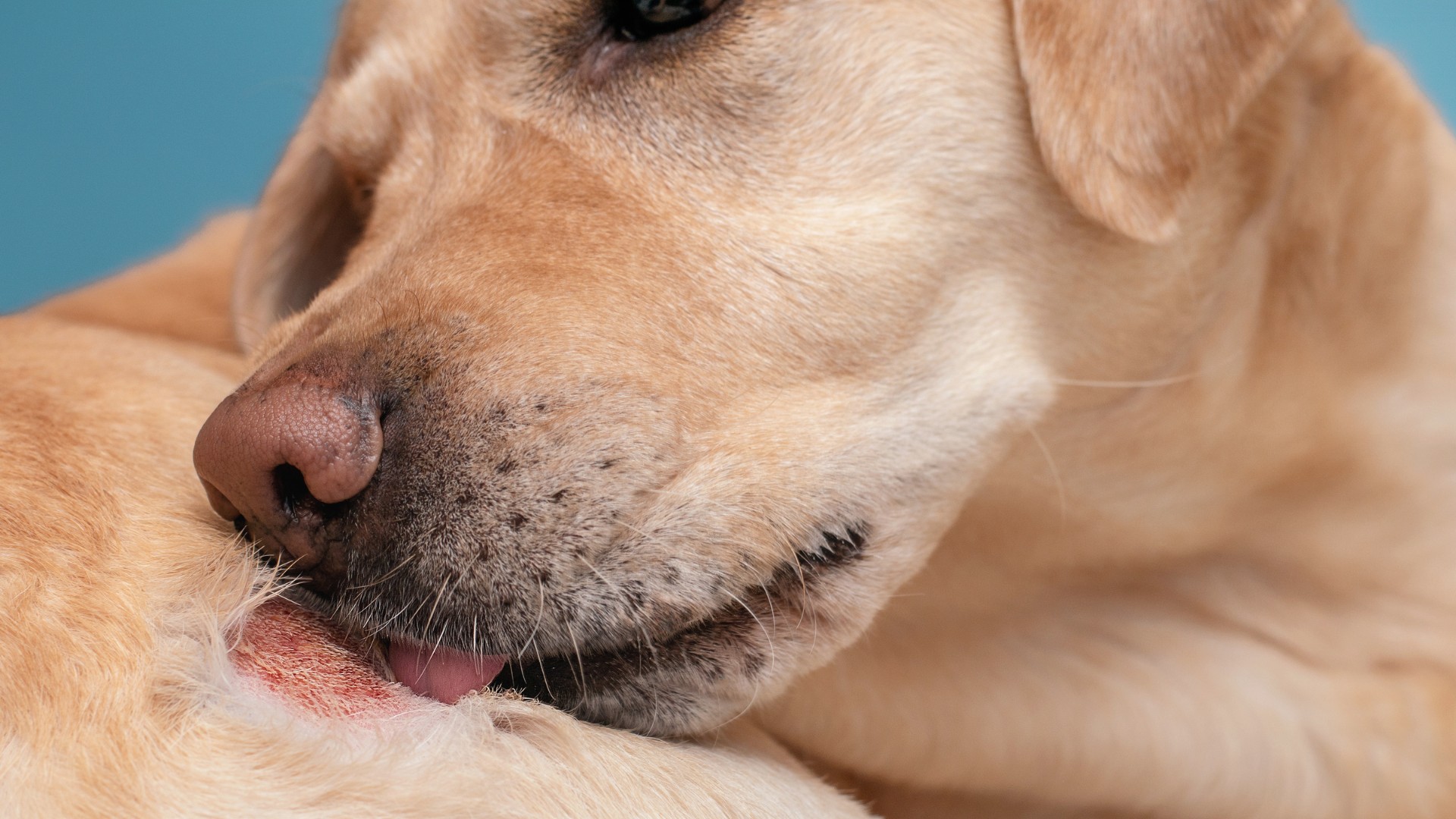 How Allergies Cause Hair Loss in Dogs