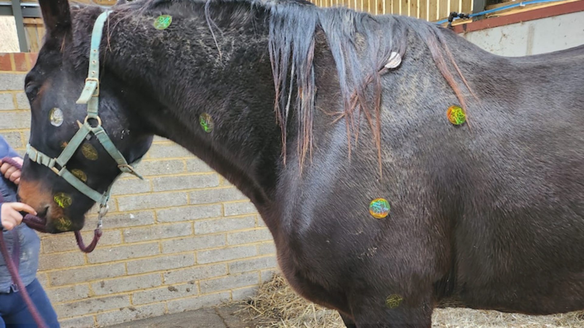 Integrating Holistic Frequency Therapy to Expand Your Services