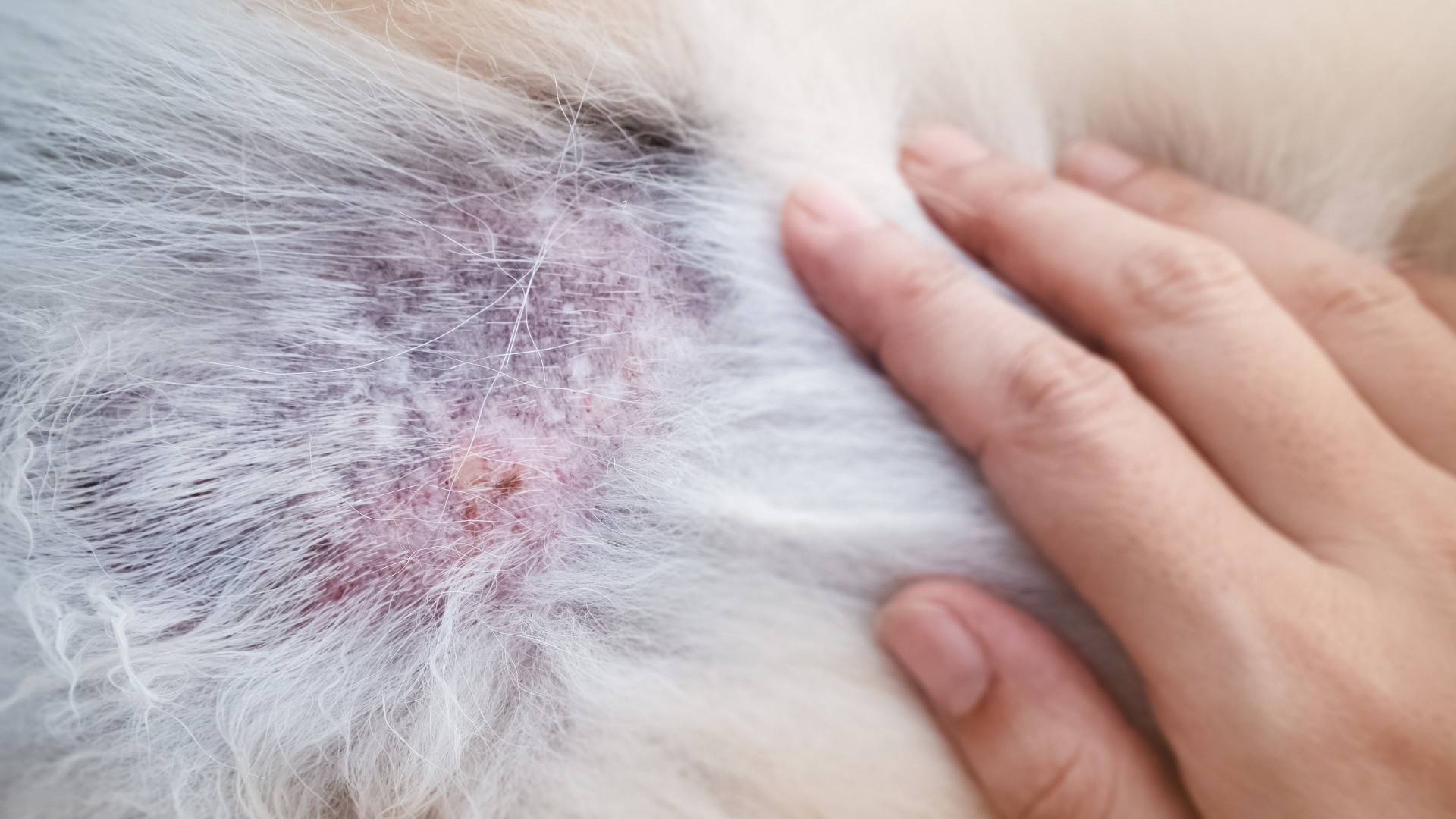 Symptoms of Allergy-Related Hair Loss