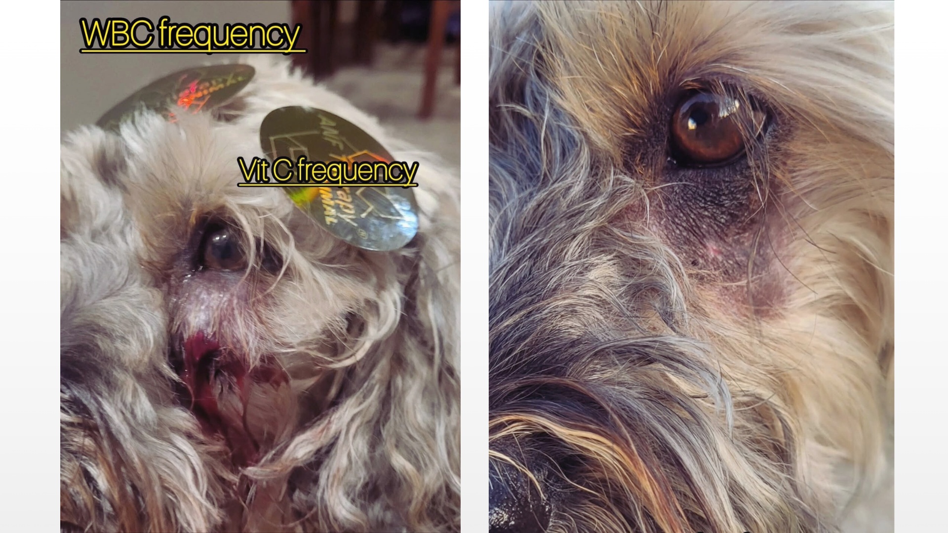 Treatment Options for Allergy-Induced Coughing