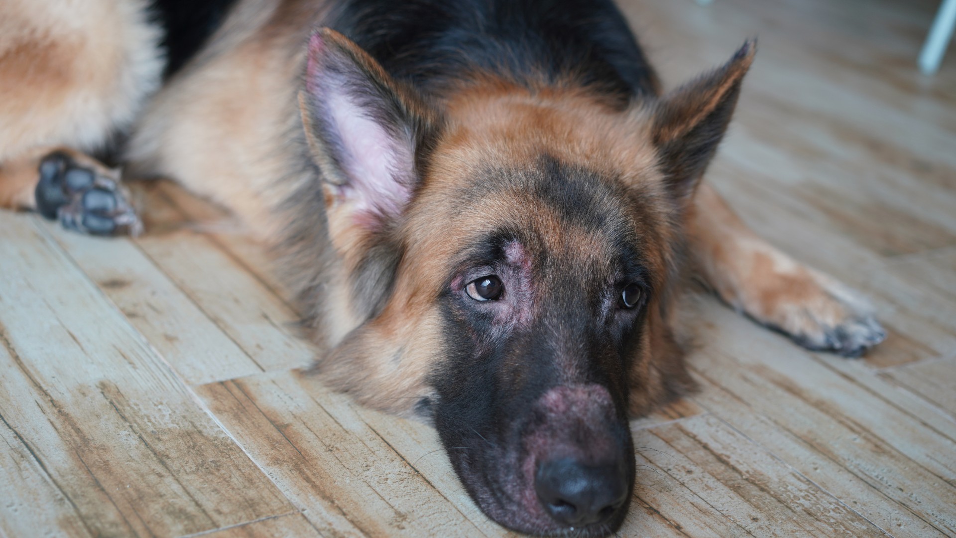 Types of Allergies That Cause Hair Loss in Dogs