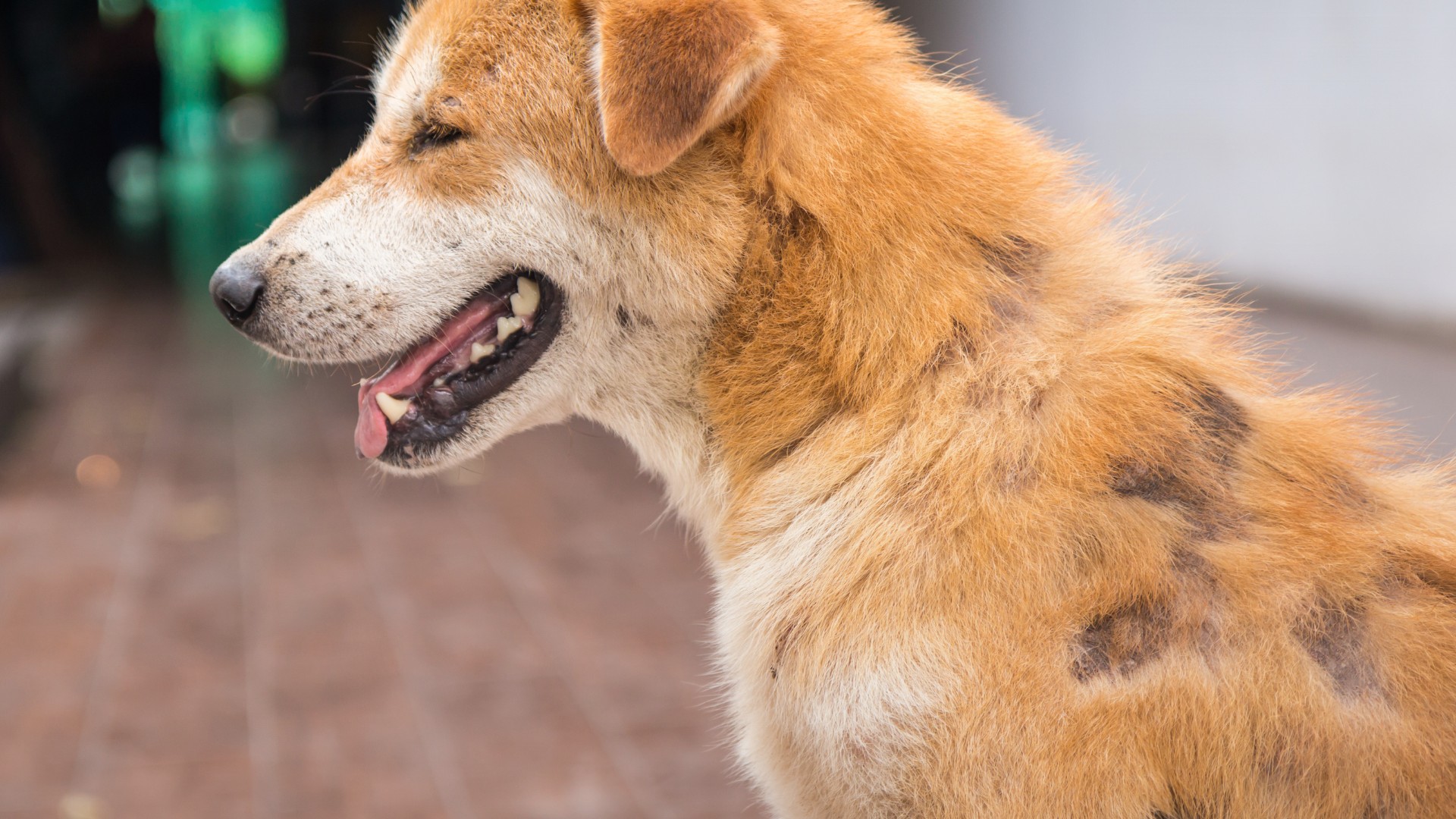 Understanding Dog Allergies