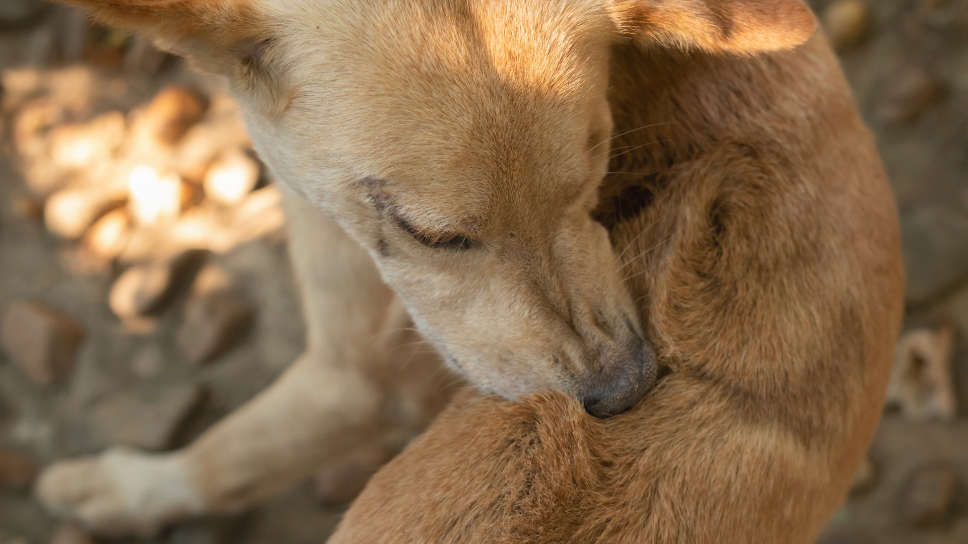 What Are Allergies in Dogs