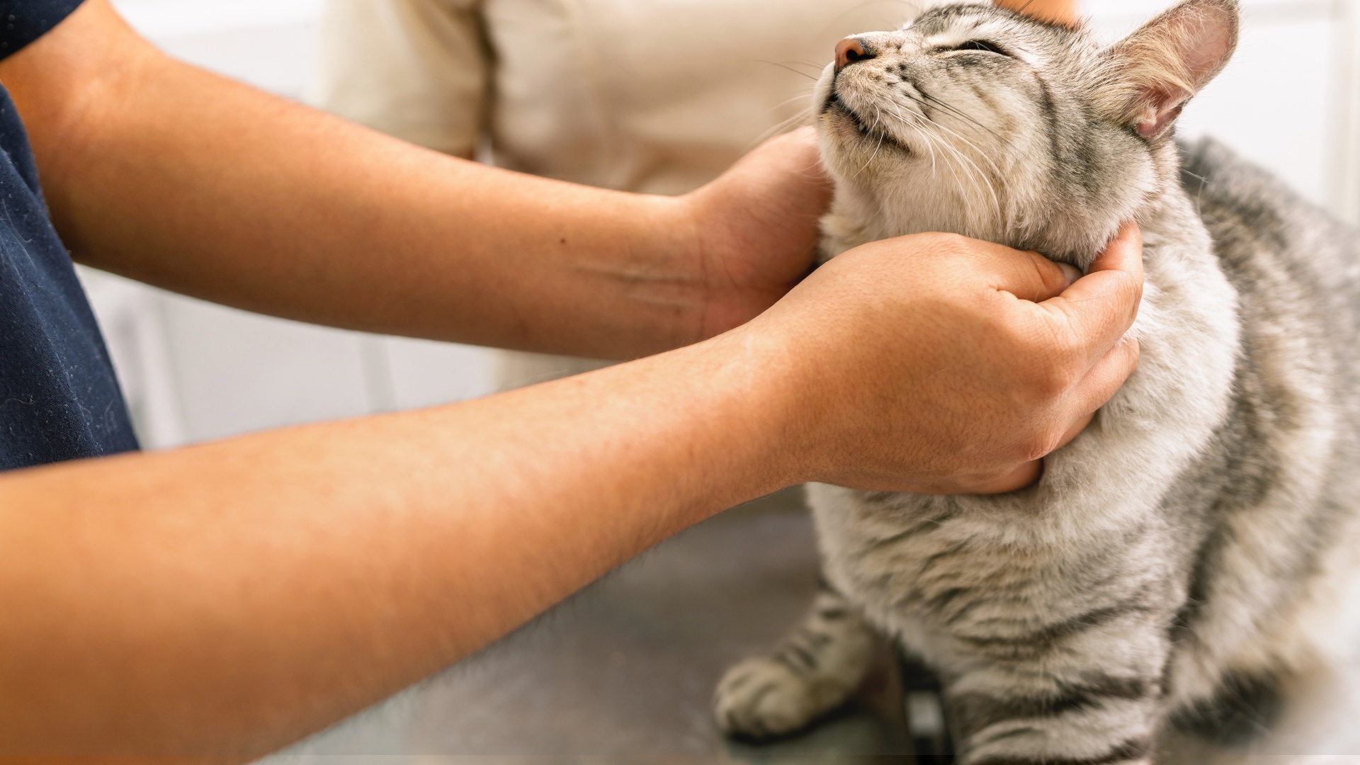 frequency therapy for animals