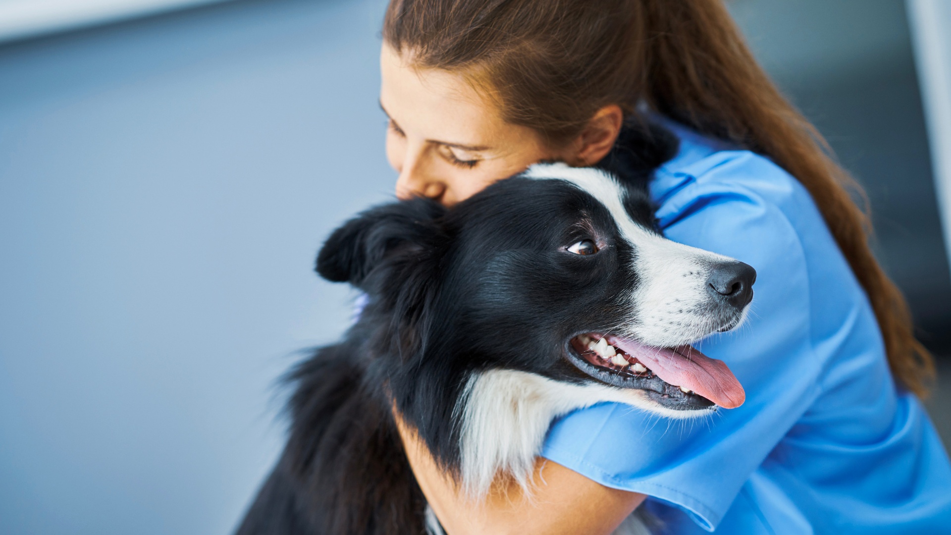 holistic veterinary therapy