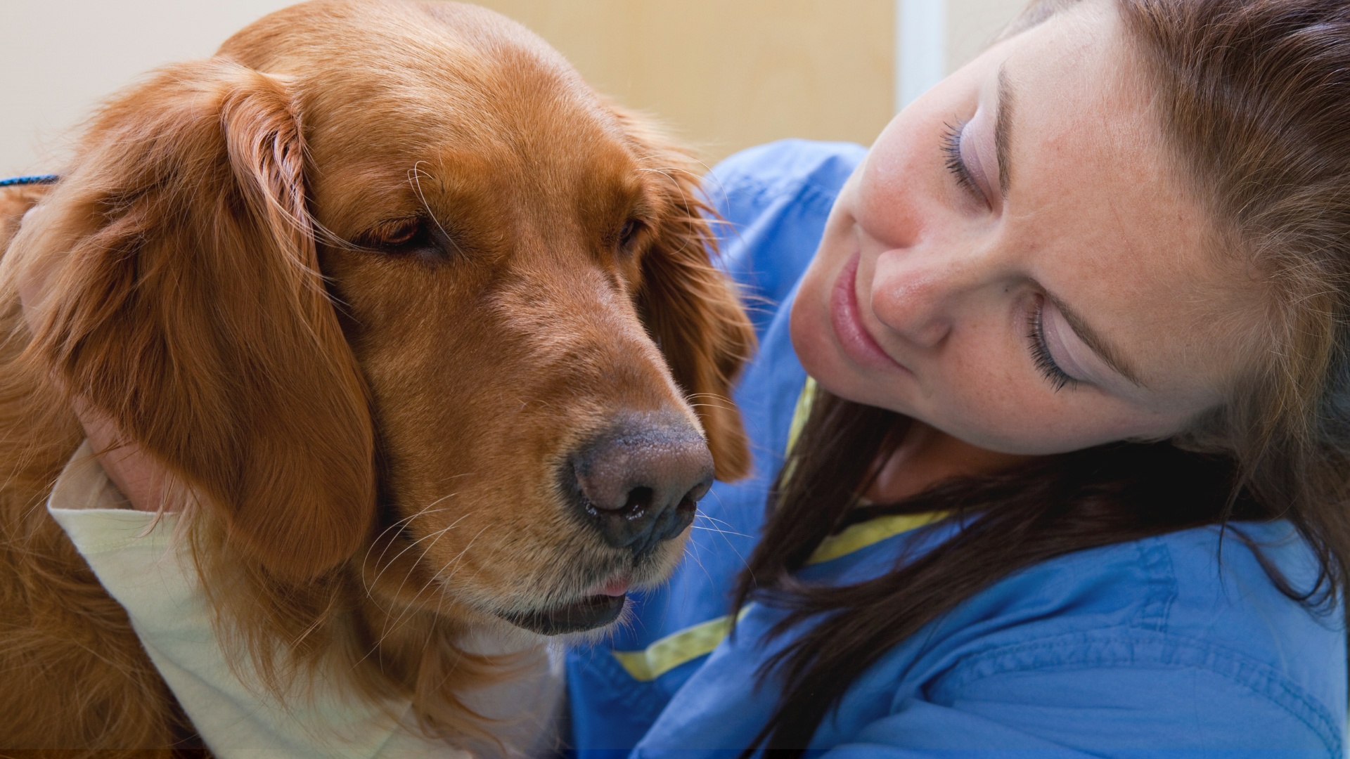integrative veterinary medicine services