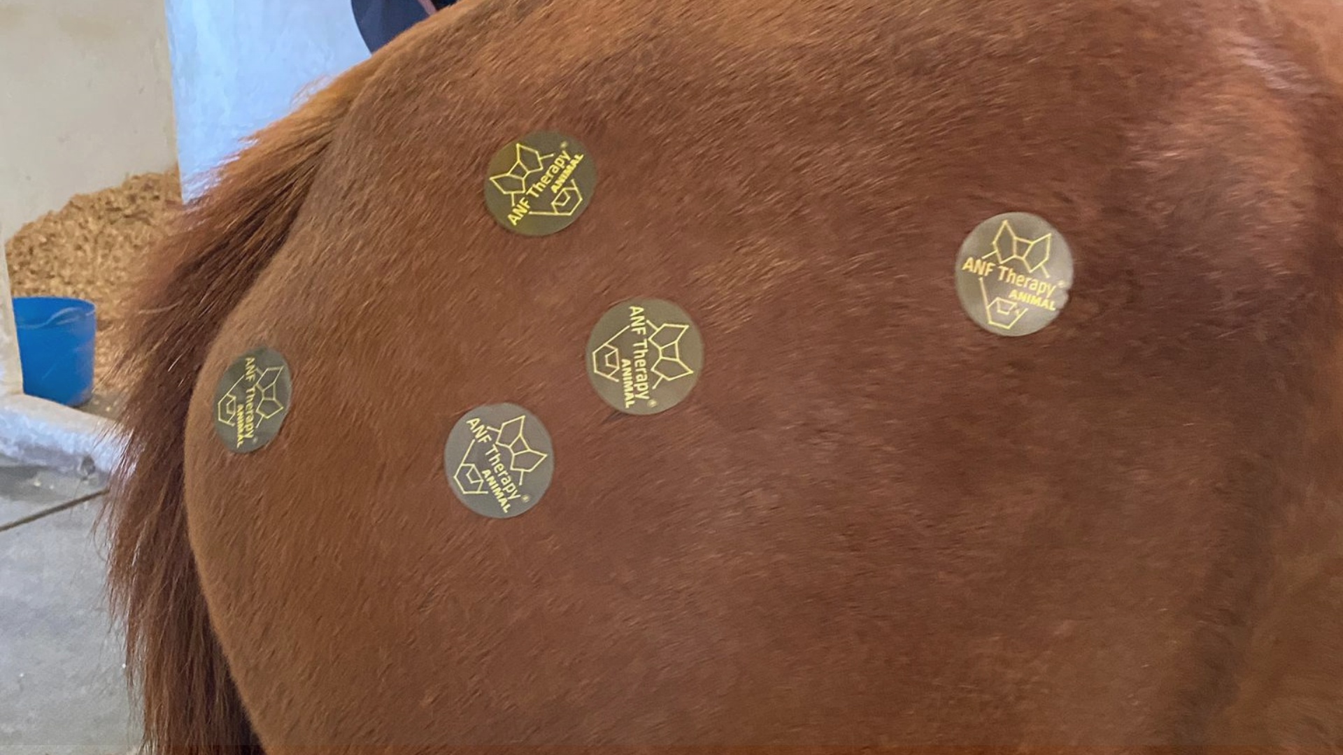 non-invasive therapy for animals