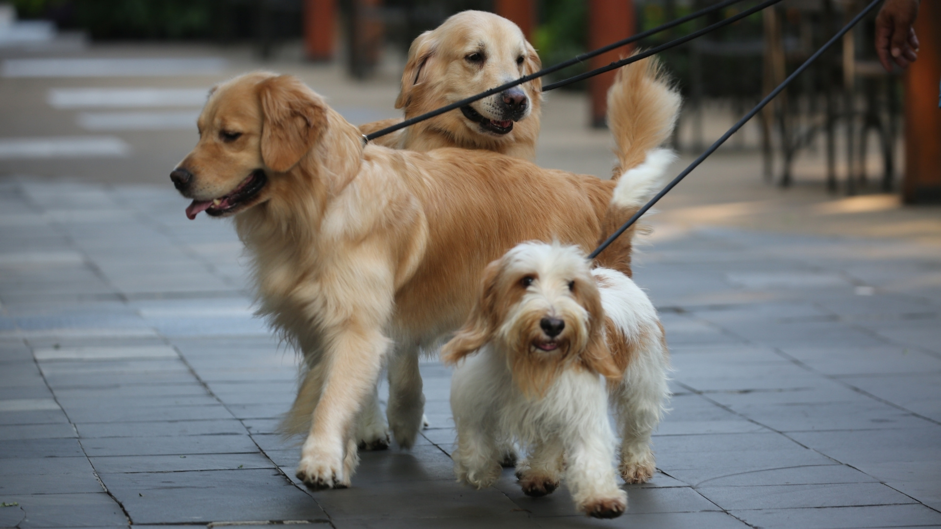 Anxiety Causes Itching in Dogs