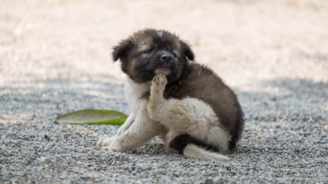 Can Itching Be A Sign Of Anxiety In Dogs Photo Inspiration