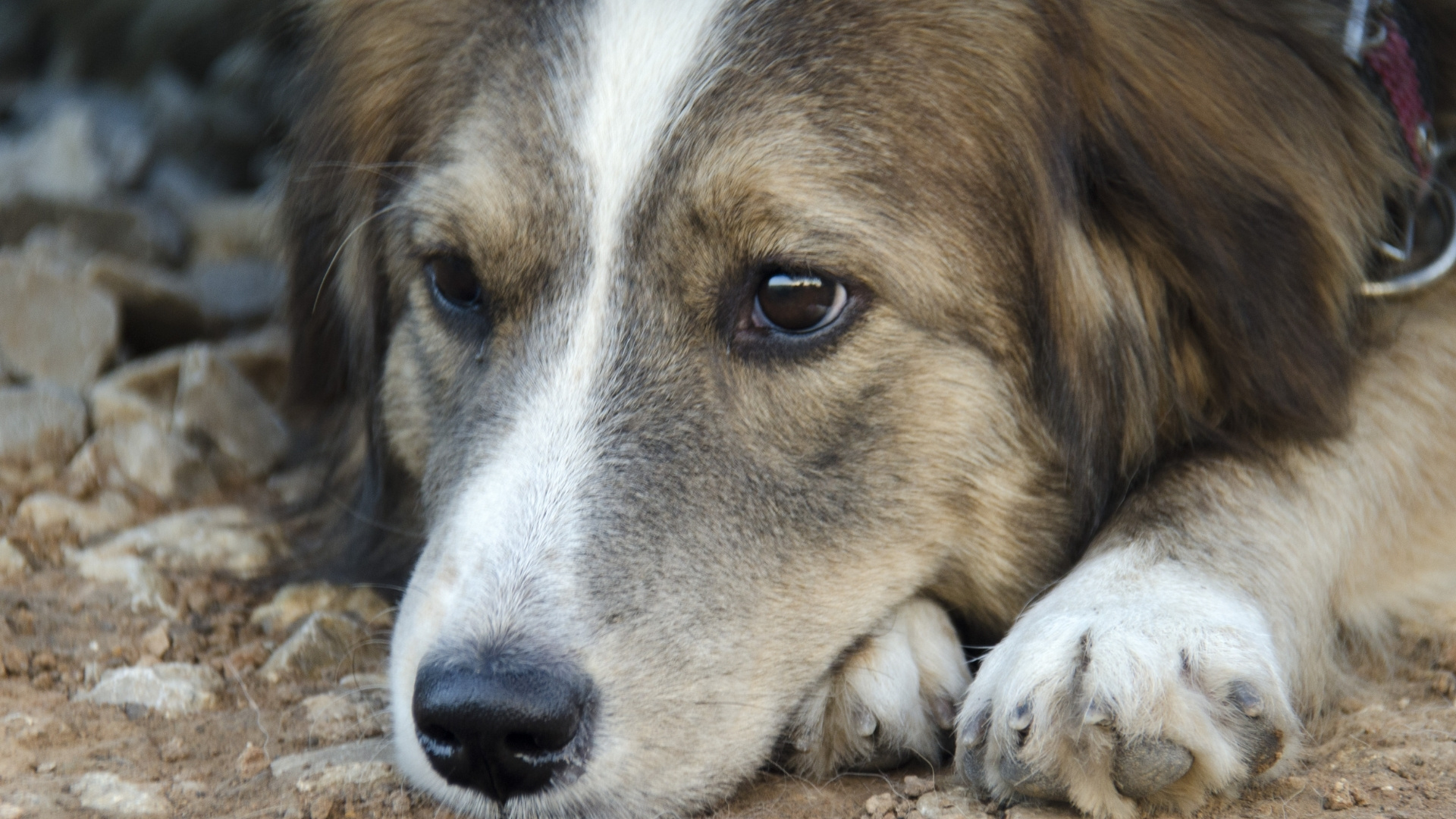 Can calming strategies reduce scratching