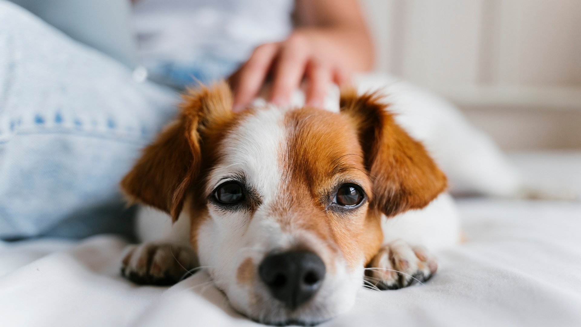 Common Anxiety Triggers in Dogs
