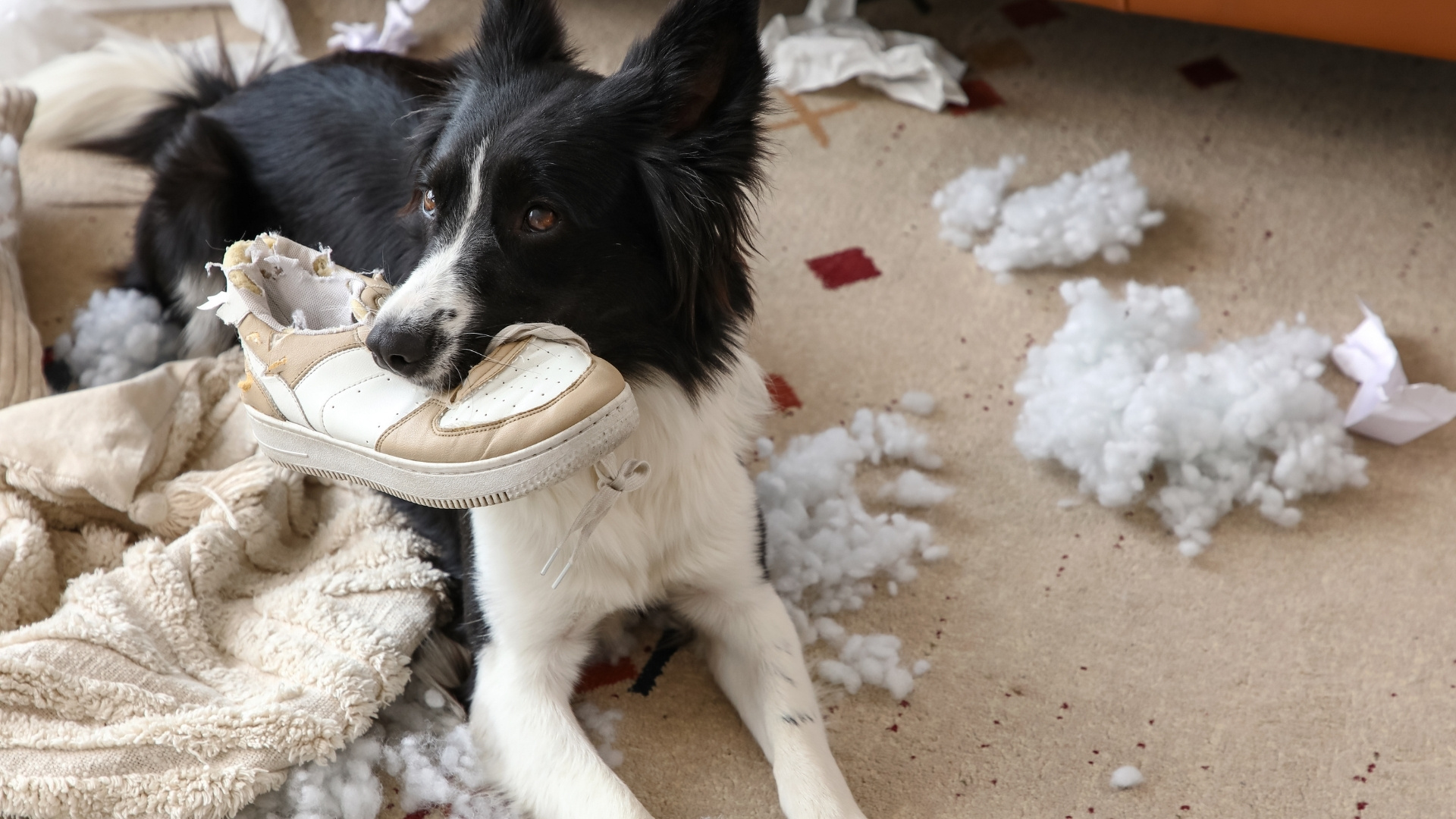 Common symptoms of anxiety in dogs