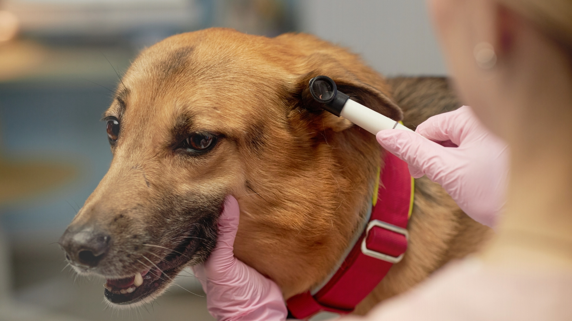 Ear Infections - Common Causes of Ear Rash in Dogs