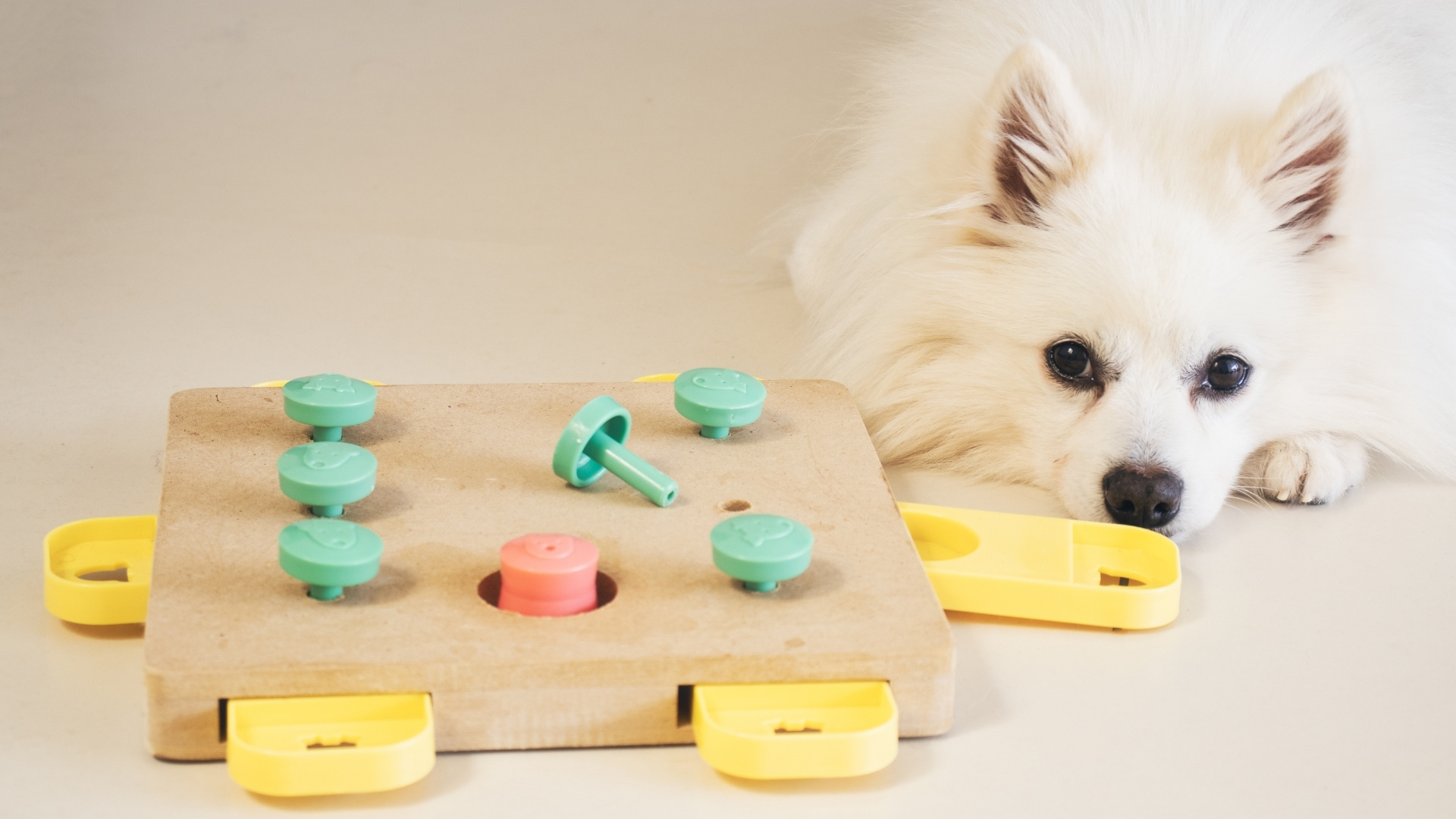 Enrich Your Dog’s Environment