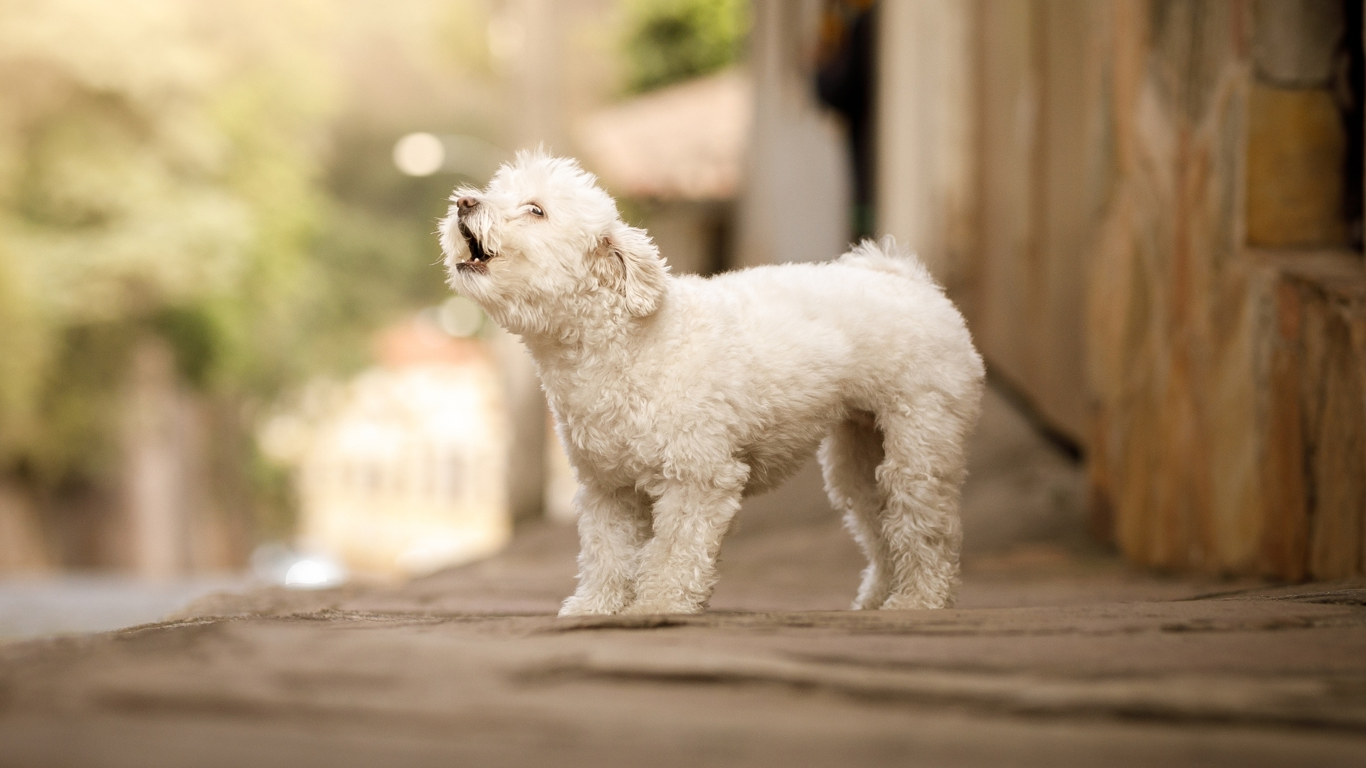 Excessive Barking or Whining