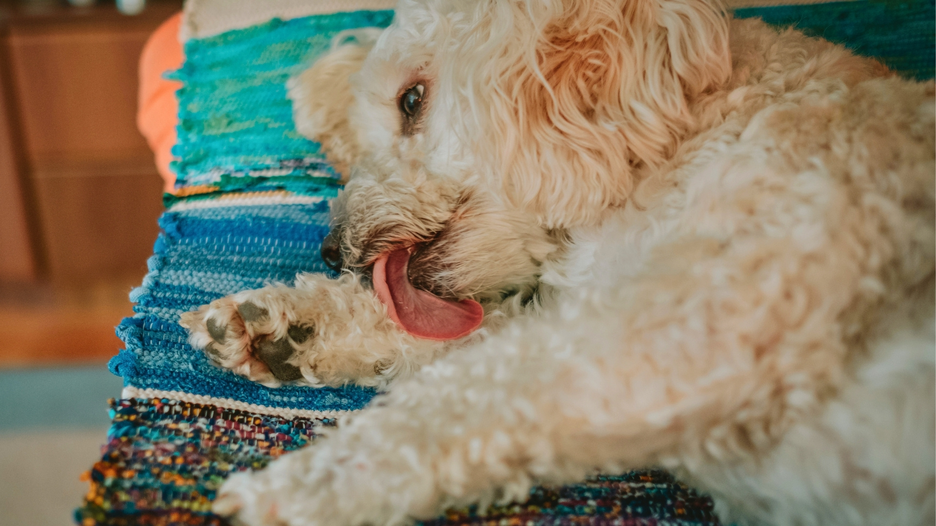 How Anxiety Causes Itching in Dogs