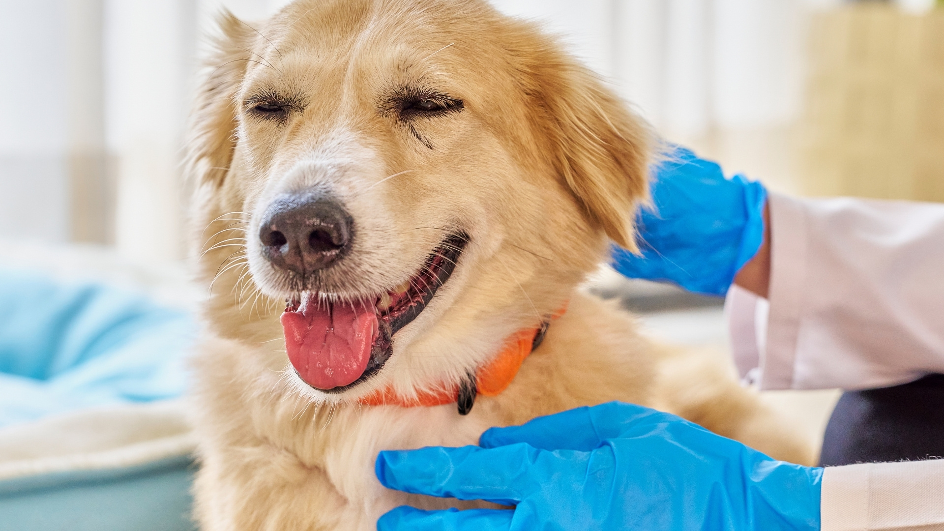 How Veterinarians Diagnose Anxiety-Related Itching
