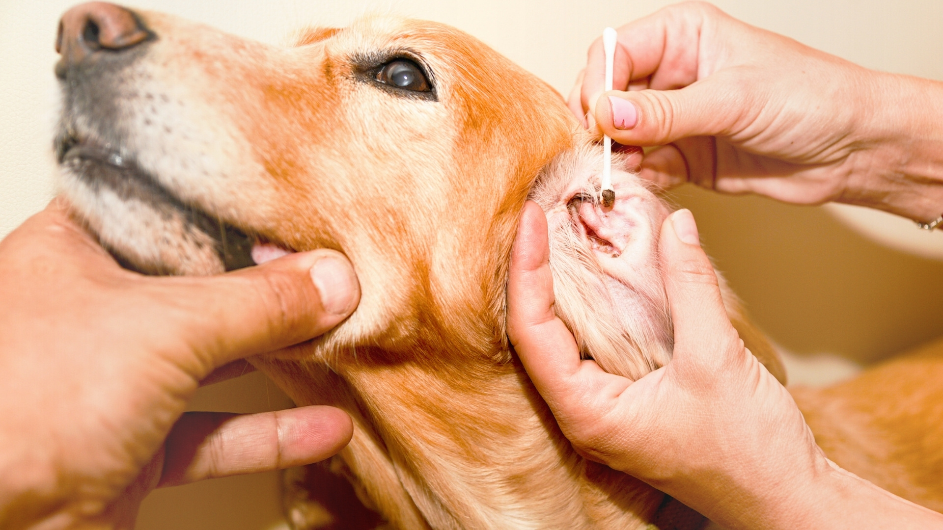 Parasites - Common Causes of Ear Rash in Dogs