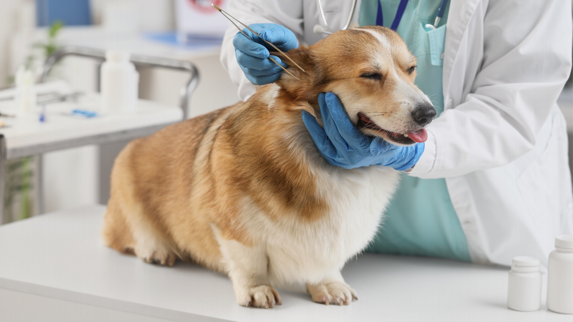 Preventing Ear Rashes in Dogs