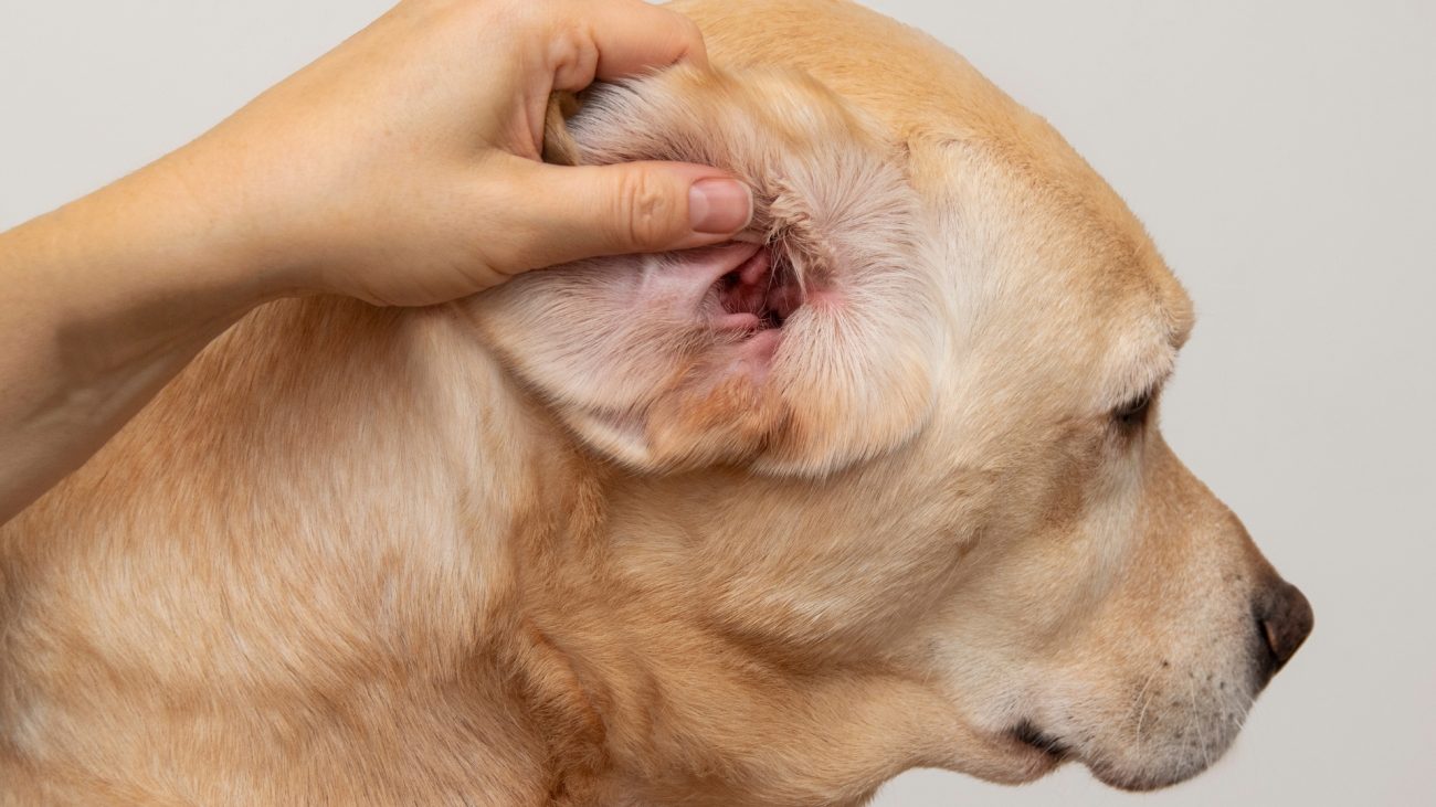 Rash in a Dog’s Ear Symptoms