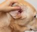 Rash in a Dog’s Ear Symptoms